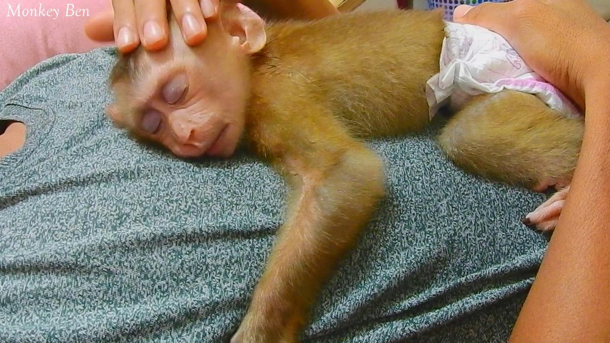 MonkeyBen3 tweet picture