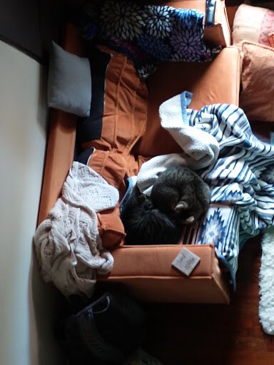 RachelFerranto's tweet photo. When I left work this morning around 5am I had to literally pry these two off eachother because they decided to have a death match. They were yowling at eachother, biting and spitting tufts of hair, knocking down my lamp...This picture was taken around 6am https://t.co/1njb7dp65K