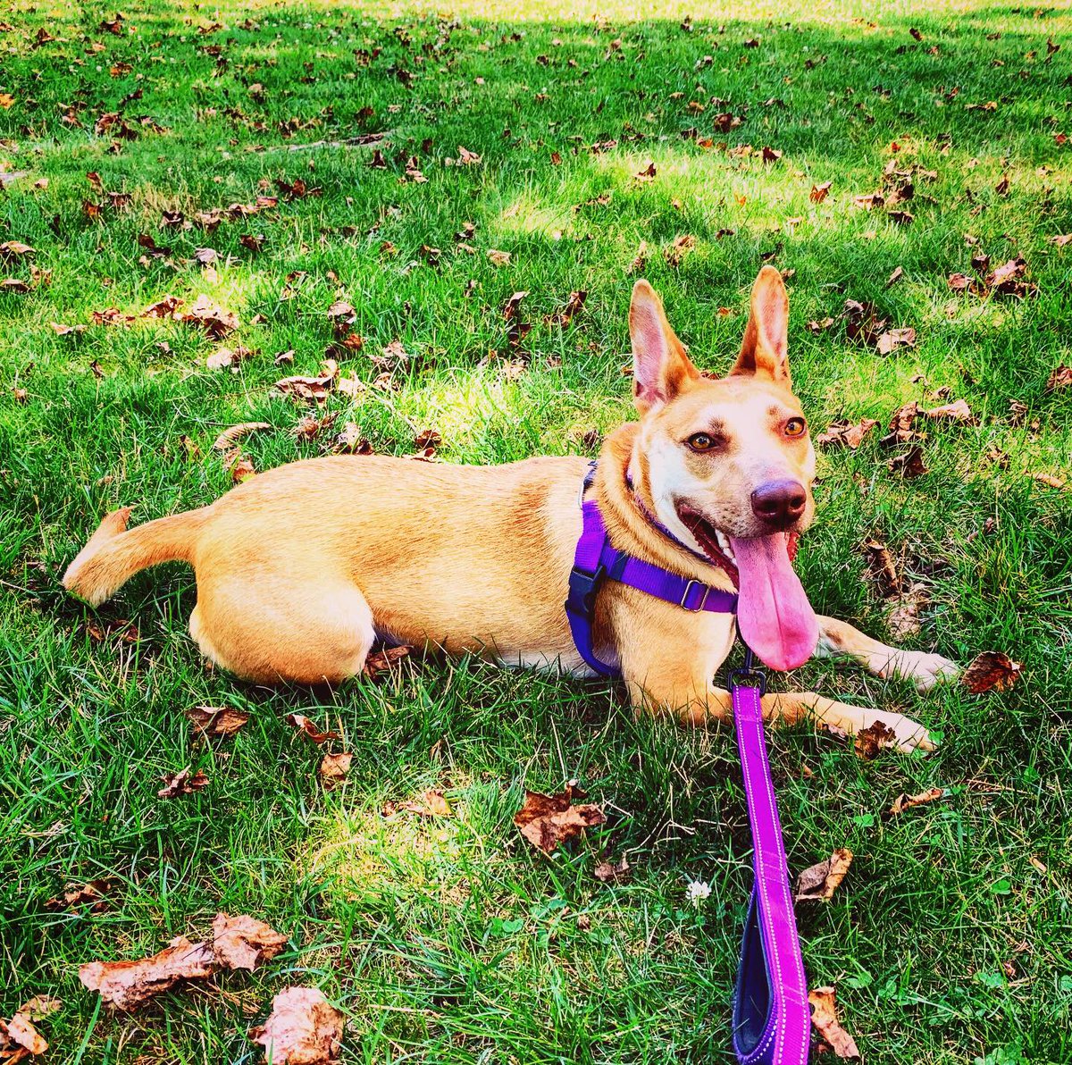 ClarkSchool's tweet photo. Annie is a rescue(r) who loves overreacting when she sees squirrels, flaunting her bandanas, and bringing a smile to everyone's face. She also loves watching House Hunters International with her dads, including @umdme staff member Matt Sinclair. #EngineeringPets https://t.co/PxIO7KDakX