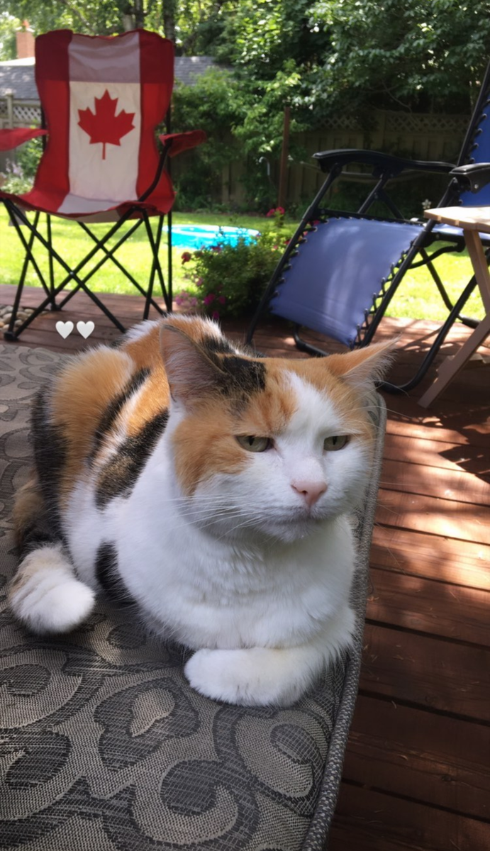 MeowMoeDotCom's tweet photo. My #Grumpy looking old #Girl #Tachat. 14 #Years old and not much #Time #Left after being #Diagnosed with #Lymphoma.
#Cats #Cat #Kittens #Kitten #Kitty #Pets #Pet #Meow #Moe #CuteCats #CuteCat #CuteKittens #CuteKitten #MeowMoe
https://t.co/KC4mP7qtDB https://t.co/sd97xzVh0F
