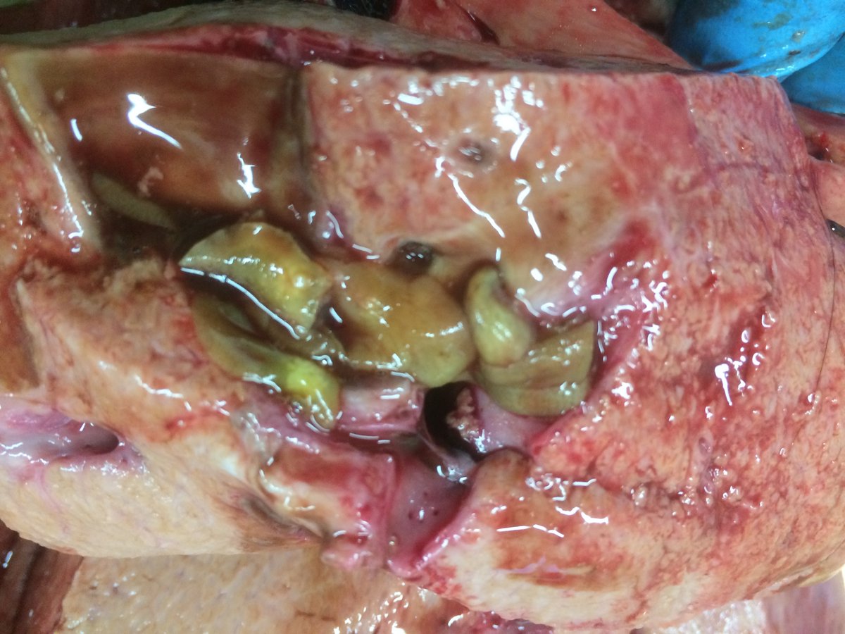 COWSworms's tweet photo. Whilst infection levels last year were low and conditions this year have not favoured development, farmers should not overlook liver fluke. Consider testing for chronic infections and treating infected animals to reduce egg contamination on pastures later this season #liverfluke https://t.co/ExlCMRlZYN