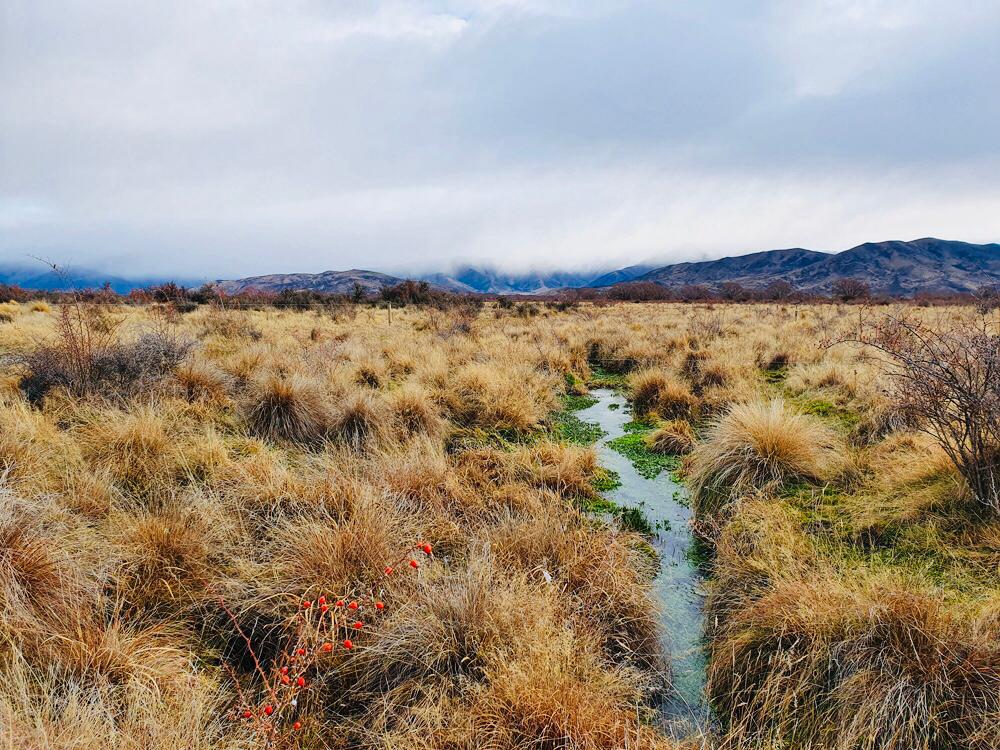 n update from Richard - Omarama Station. 
"we have installed a weir to stop the non-autochthonous trouts from feeding off the native fish. New Zealand’s waterways teemed with shoals of these native fish, which can only now be found in areas that the trout can’t access.