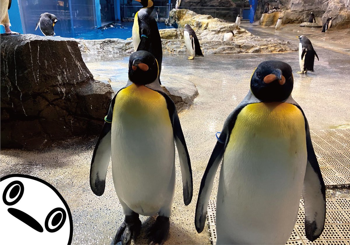 ペンギンのペギー Kefu Konogoro おぉ ペンギンが近い チンアナゴ やっぱり正面向きはレアなんですね Twitter
