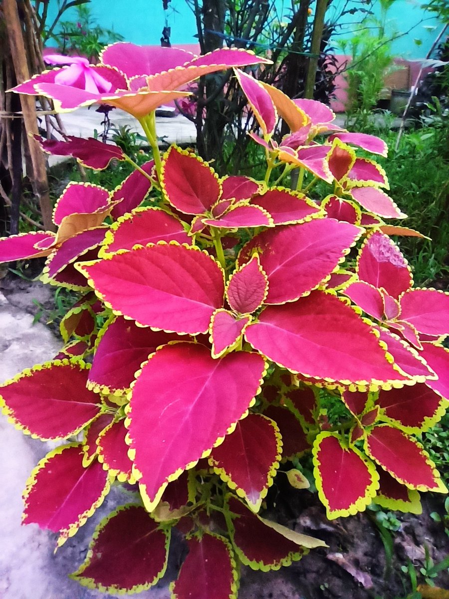 GaganDas29_'s tweet photo. Don't know the name of these plants. But I believe these are very beautiful.
BTW let me know if someone knows....
#plants #home #gardening #moms #plantation #Assam
 #ঘৰৰ #সৰু #ফুলনি https://t.co/QWFAImSdlR