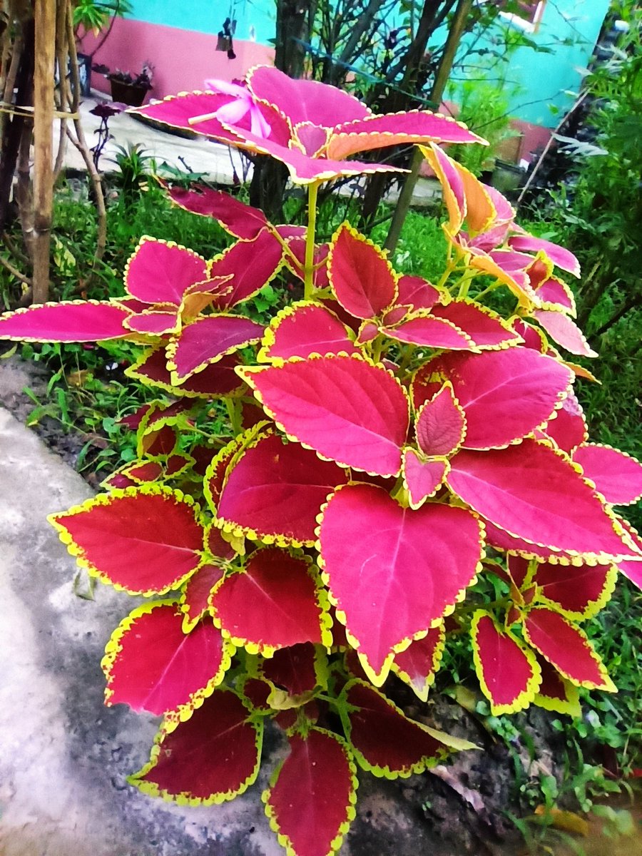 GaganDas29_'s tweet photo. Don't know the name of these plants. But I believe these are very beautiful.
BTW let me know if someone knows....
#plants #home #gardening #moms #plantation #Assam
 #ঘৰৰ #সৰু #ফুলনি https://t.co/QWFAImSdlR