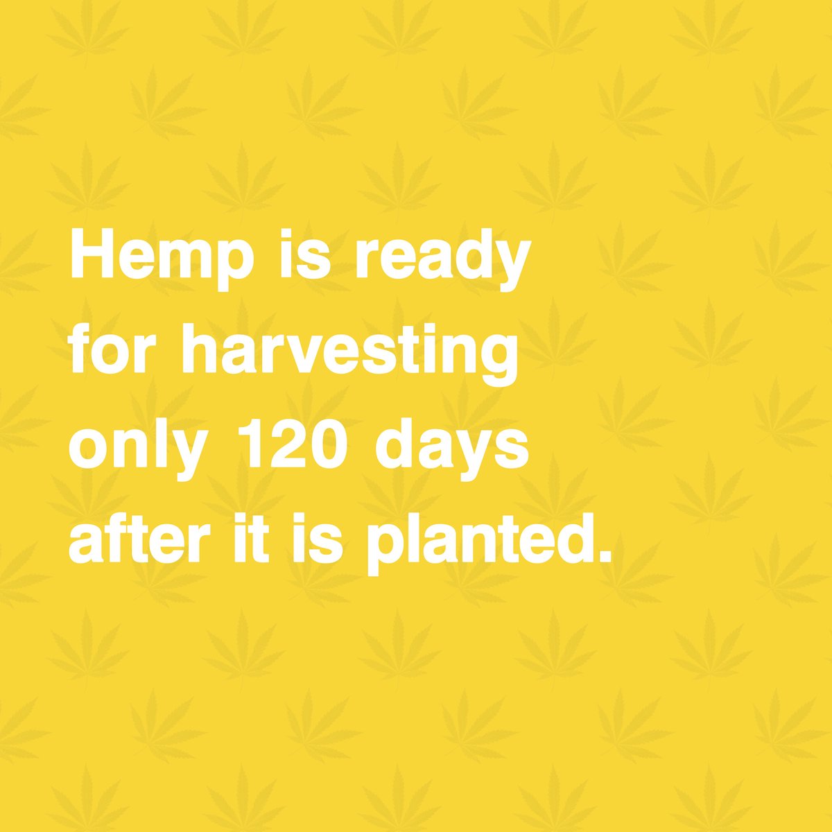 kanamedofficial's tweet photo. It takes years for trees to grow until they can be harvested for paper or wood, but #hemp is ready for harvesting only 120 days after it is planted. Hemp can be a great substitute for various materials!⁠
⁠
🌿📆🌿💚🌿📆🌿

#hemplify ⁠#cannabislife #hempculture #hempnation https://t.co/UaL3pr2Ctj