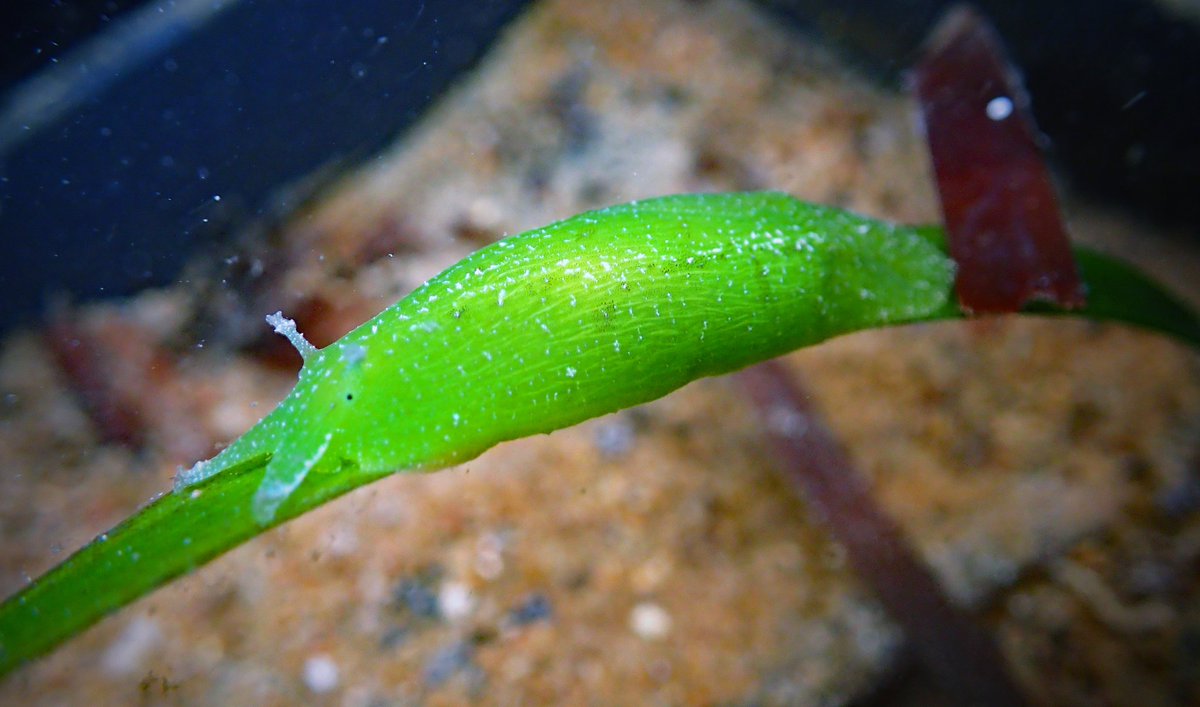 Rachel_Austin_'s tweet photo. First major mesocosm experiment finished! And during a pandemic too! While we investigated the responses of #posidonia, #amphibolis and #halodule to environmental stress, we discovered a few hitchhikers along the way but Kermit below is our favourite. Now for the 3500+ samples... https://t.co/RJMAaHzWhu