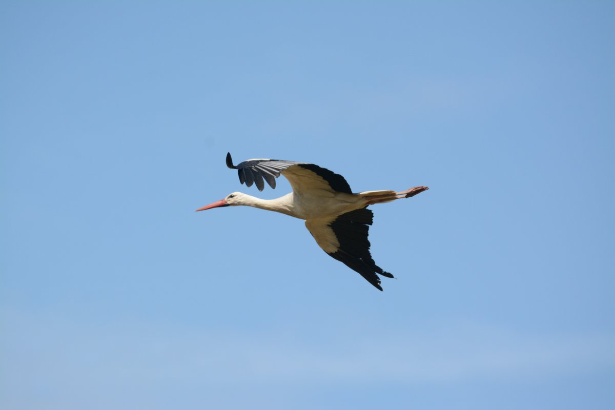 Amazing news that @KneppSafaris white stork chicks have all fledged! Managed to make a visit last Thursday (23rd) & was treated to all the youngsters testing their wings! @kneppcastle @ProjectStork @SussexWildlife @WildlifeTrusts #Conservation #ConservationSuccess #Reintroduction