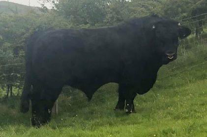 The Young Ambassadors photo competition results.

Dyma ganlyniadau'r gystadleuaeth y Llysgennad.

Bulls-

1.Hafodesgob Edgar 6th
2.Ynysfor William 7th
3.Gerddi Boneddwr

Hafodesgob Edgar 6th.
Over all Champion!

Judge-Siarl Owen
Tynyddraenen.