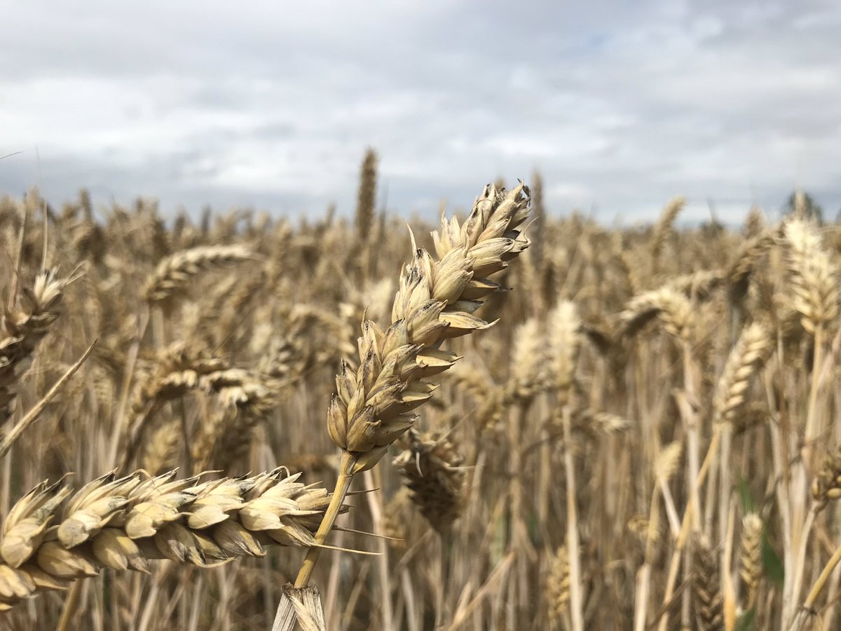 Peter Cook tweet media