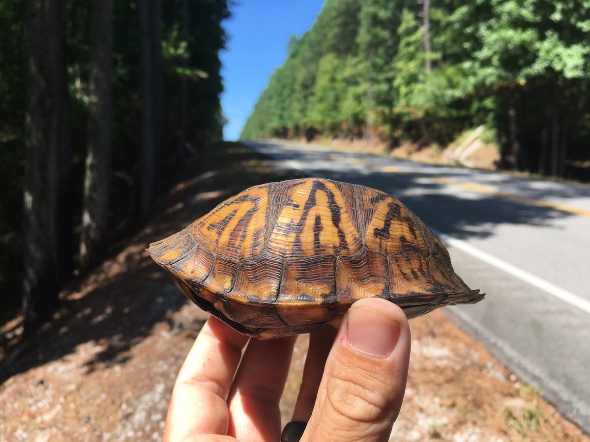 Urban Turtle Project tweet media