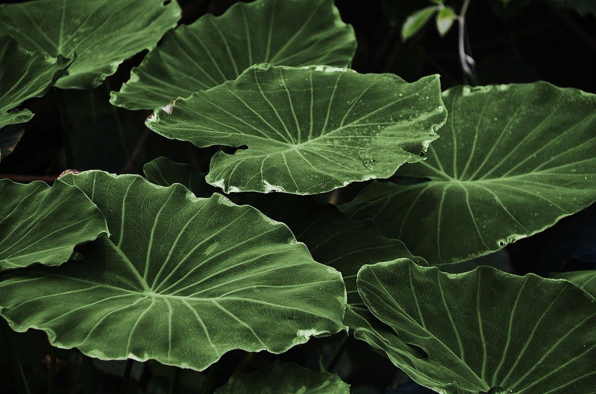 MarKers74's tweet photo. Lees welke planten je kunnen helpen, thuis en in de kantoortuin.😄
#natuurgeneeskunde #bosbaden #planten #shinrinyoku #fengshui
https://t.co/okVodtWEuv https://t.co/w6TDvfmtGO