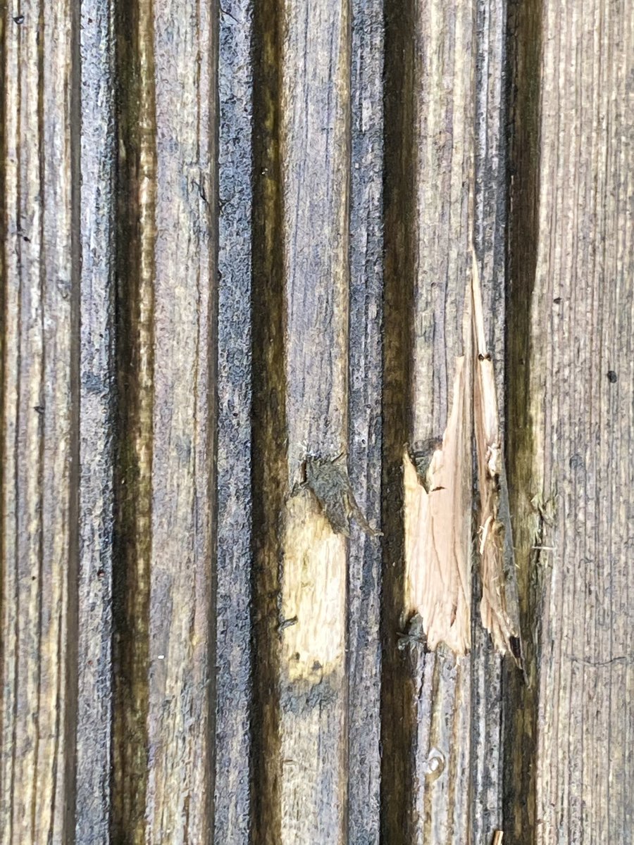 RedFairy's tweet photo. @curryspcworld not happy! we have just had a new fridge freezer delivered. The delivery men have damaged our vinyl flooring AND our decking planks. Decking is awful, splinters and deep gouges! Really upset. https://t.co/MZibWHOWt6