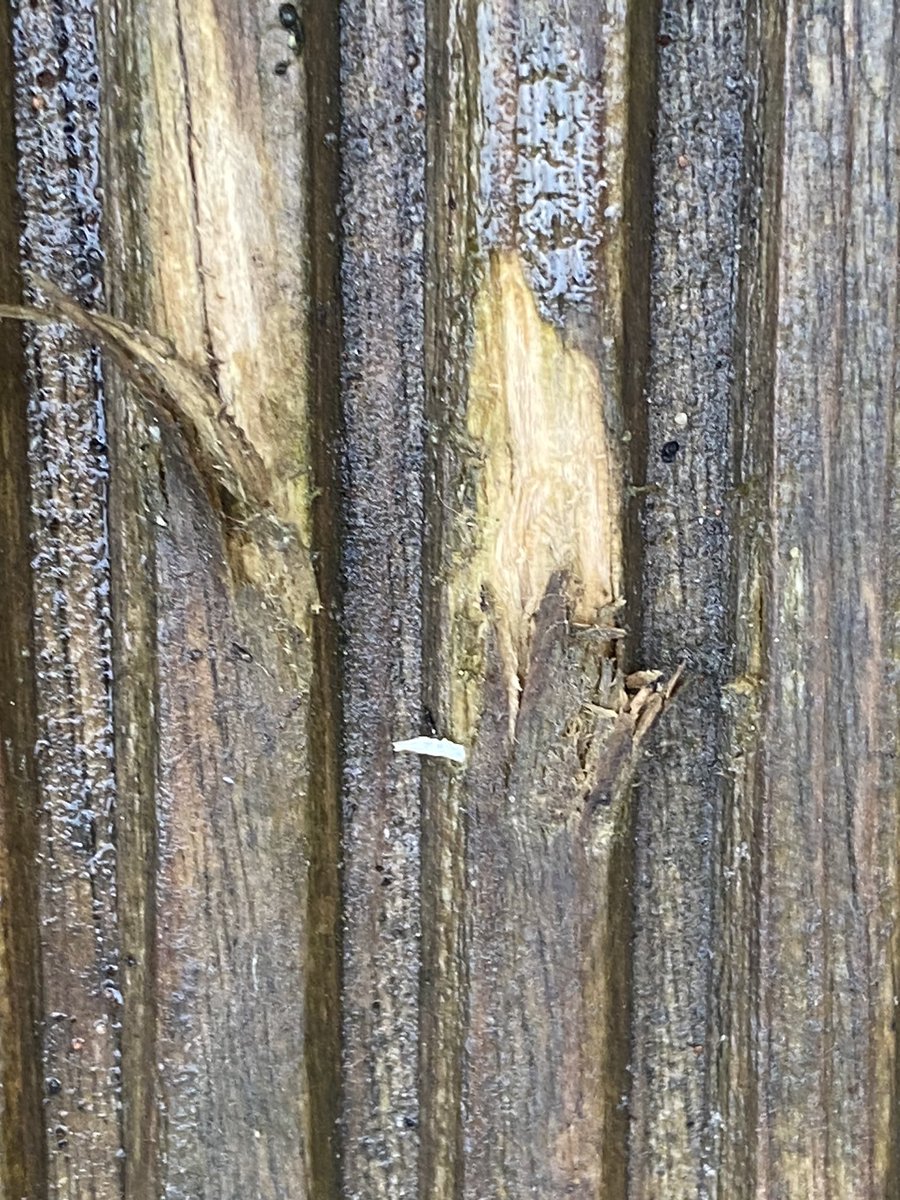 RedFairy's tweet photo. @curryspcworld not happy! we have just had a new fridge freezer delivered. The delivery men have damaged our vinyl flooring AND our decking planks. Decking is awful, splinters and deep gouges! Really upset. https://t.co/MZibWHOWt6