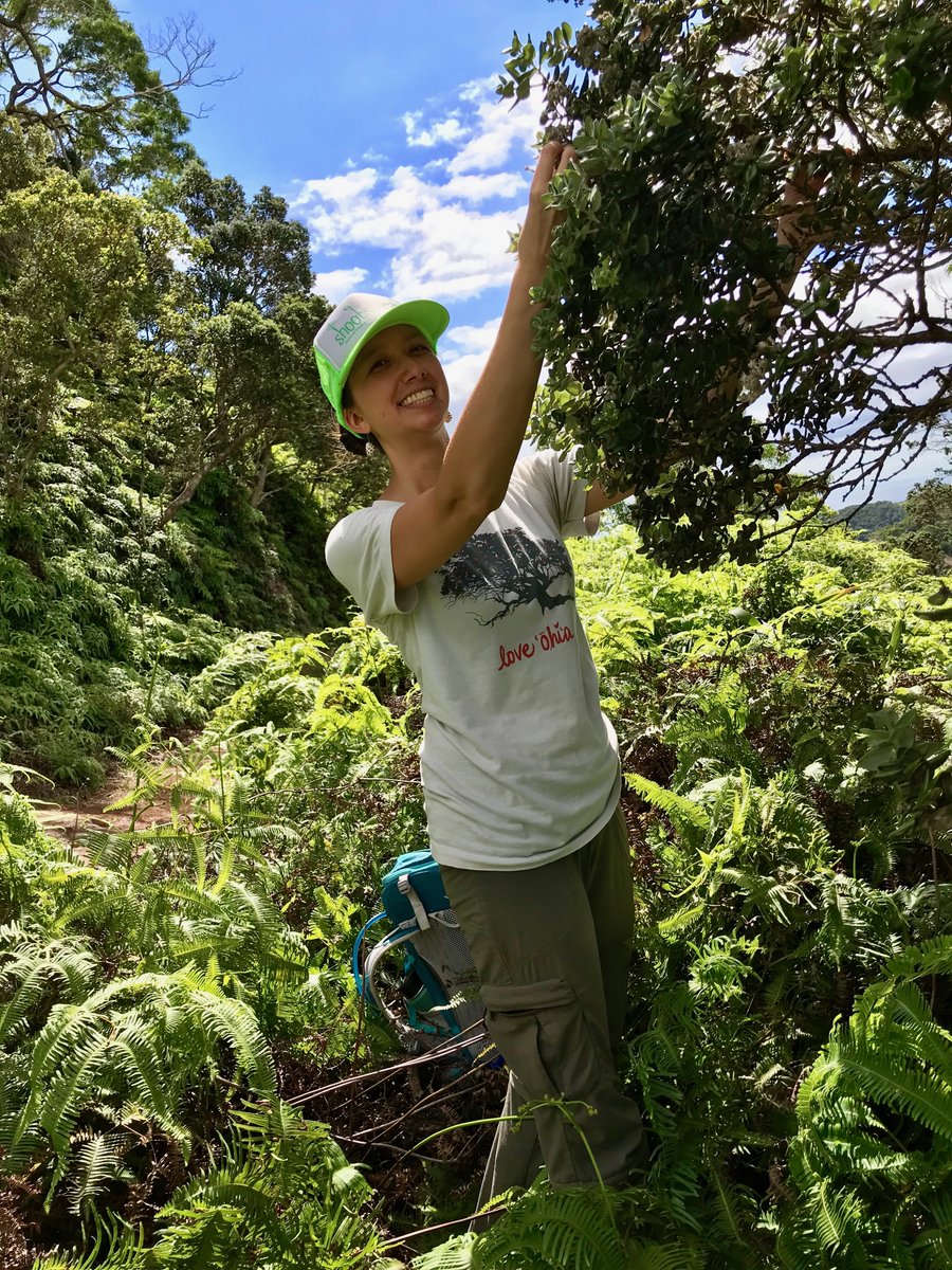 JSustForestry's tweet photo. Our newest Berlyn Review is published!

Here, @alohamarian details the development of a crowdsourced &amp; citizen science driven seed bank in response to a novel fungal pathogen in #Hawaii.

The article is free to access for all of 2020. Check it out!

https://t.co/pJn17Fcf0A https://t.co/r1XQAOA1sd