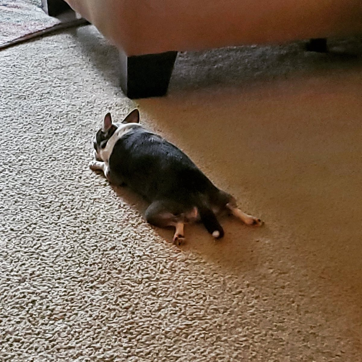 AmandaNicole047's tweet photo. Monday got him feeling like....... ๐ #MaxMoo https://t.co/PvxFaQIGwS