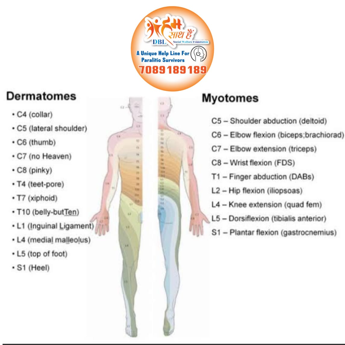 Myotomes Biology Diagrams