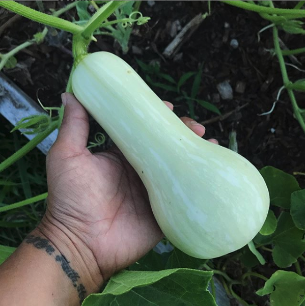 MexicanApron's tweet photo. Butternut squash is coming along nicely. 😍 
#growyourownfood #gardening #vegetablegarden https://t.co/jCc3kznvim