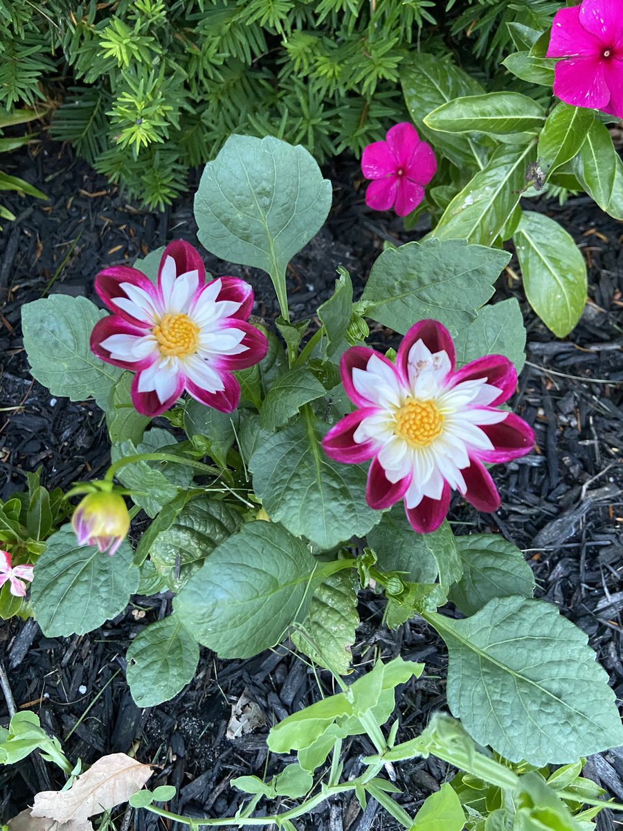 danny___cooper's tweet photo. Time for another #BeyondHumans #MyClimateStory ! Heres the Garden dahlia, or Dahlia pinnata! 🌸☀️🌿 @beyondthelab20 @DataRefuge https://t.co/hEwbLPQ5pv