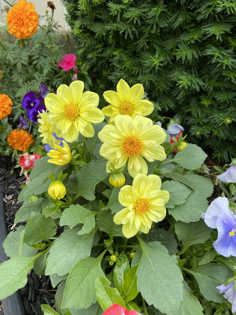 danny (@danny___cooper) on Twitter photo Time for another #BeyondHumans #MyClimateStory ! Heres the Garden dahlia, or Dahlia pinnata! 🌸☀️🌿 <a href="/beyondthelab20/">Beyond the Lab</a> <a href="/DataRefuge/">DataRefuge</a> Time for another #BeyondHumans #MyClimateStory ! Heres the Garden dahlia, or Dahlia pinnata! 🌸☀️🌿 <a href="/beyondthelab20/">Beyond the Lab</a> <a href="/DataRefuge/">DataRefuge</a>