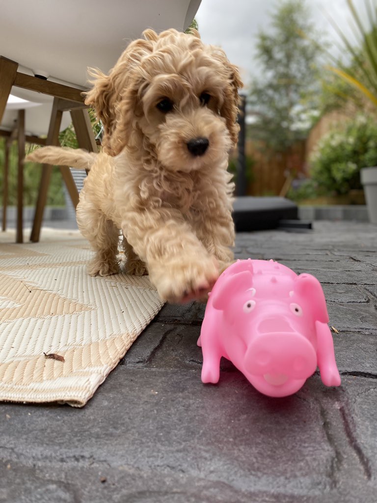 JaseEFCJones's tweet photo. The beast looking more ferocious by the day #cockerpoo https://t.co/54s9ImGSXb
