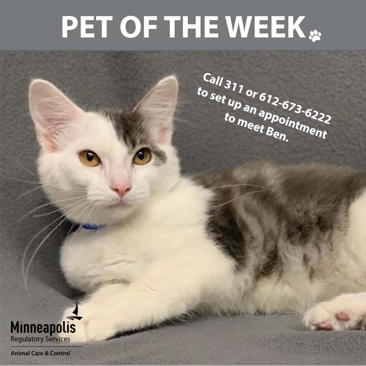 CityMinneapolis's tweet photo. #PetOfTheWeek: Ben is a five-month-old male cat. He is a handsome but hesitant guy who has lived w/other cats. If you’d like to adopt Ben, call 311 or 612-673-6222 to set up an appointment. Visit https://t.co/6juICWmQuB for more info and see other animals available for adoption. https://t.co/hUfNAUTKQu
