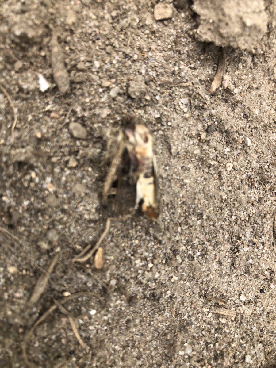 45 moths in trap M-F last week.  200+ moths over weekend in the sand south of Paris.... get scouting for WBC!  Been a few years since I’ve seen numbers this high around Paris.