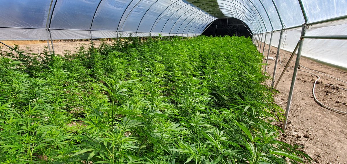 Quiedan's tweet photo. #hemp in the ground under #2000SERIES because #everythinggrowsbetterwithstructure #quiedan https://t.co/RZU9FiBtWr