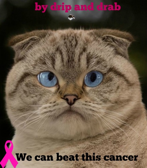 kittyguy77's tweet image. mondays  kitties  reduced because of my cancer
@_sisabel @nancyjsiebert @SmithMadchen863 @laura1952 
@arthur_obrien @TheOurGirlArmy 
@ADRIANALARAIGNE