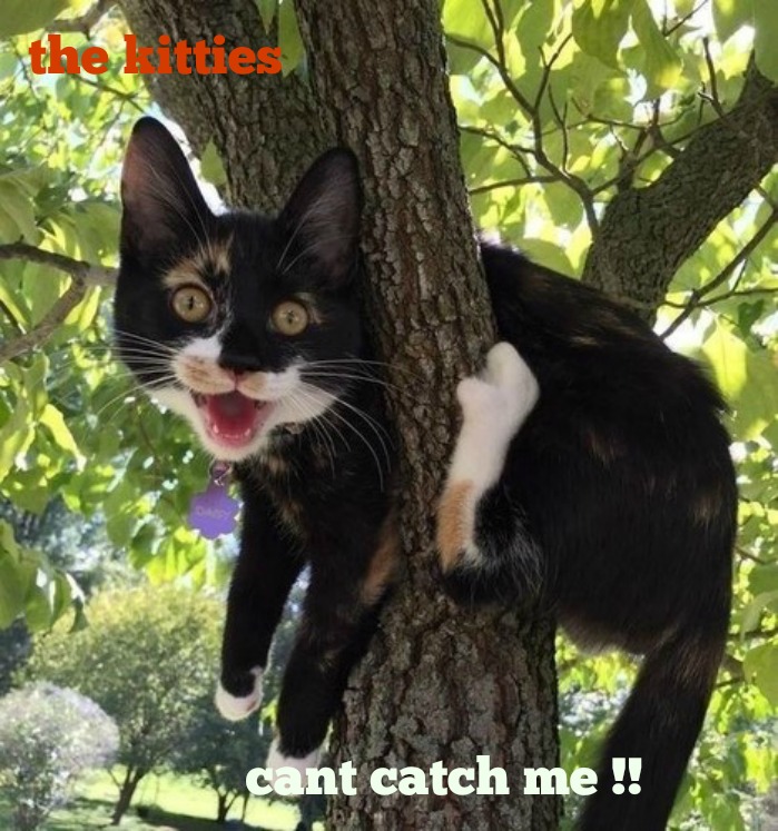 kittyguy77's tweet image. mondays  kitties  reduced because of my cancer
@_sisabel @nancyjsiebert @SmithMadchen863 @laura1952 
@arthur_obrien @TheOurGirlArmy 
@ADRIANALARAIGNE