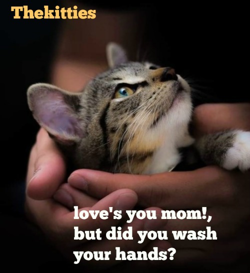 kittyguy77's tweet image. mondays  kitties  reduced because of my cancer
@_sisabel @nancyjsiebert @SmithMadchen863 @laura1952 
@arthur_obrien @TheOurGirlArmy 
@ADRIANALARAIGNE