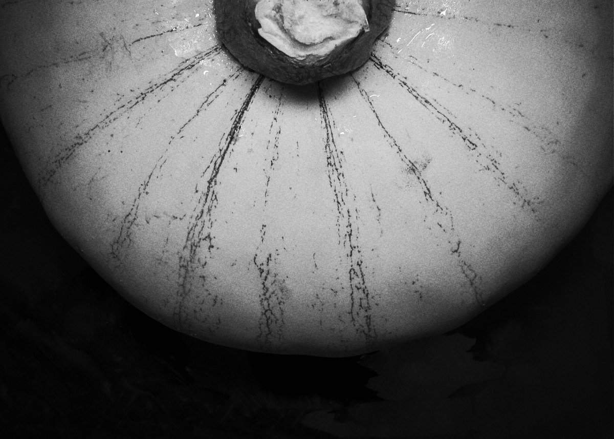 PhotoLoren's tweet photo. Summer squash from @MayasFarm in #Phoenix, #Arizona. #blackandwhite #vegetables #Nikon #abstract #mayasfarm https://t.co/XekgOCCbii
