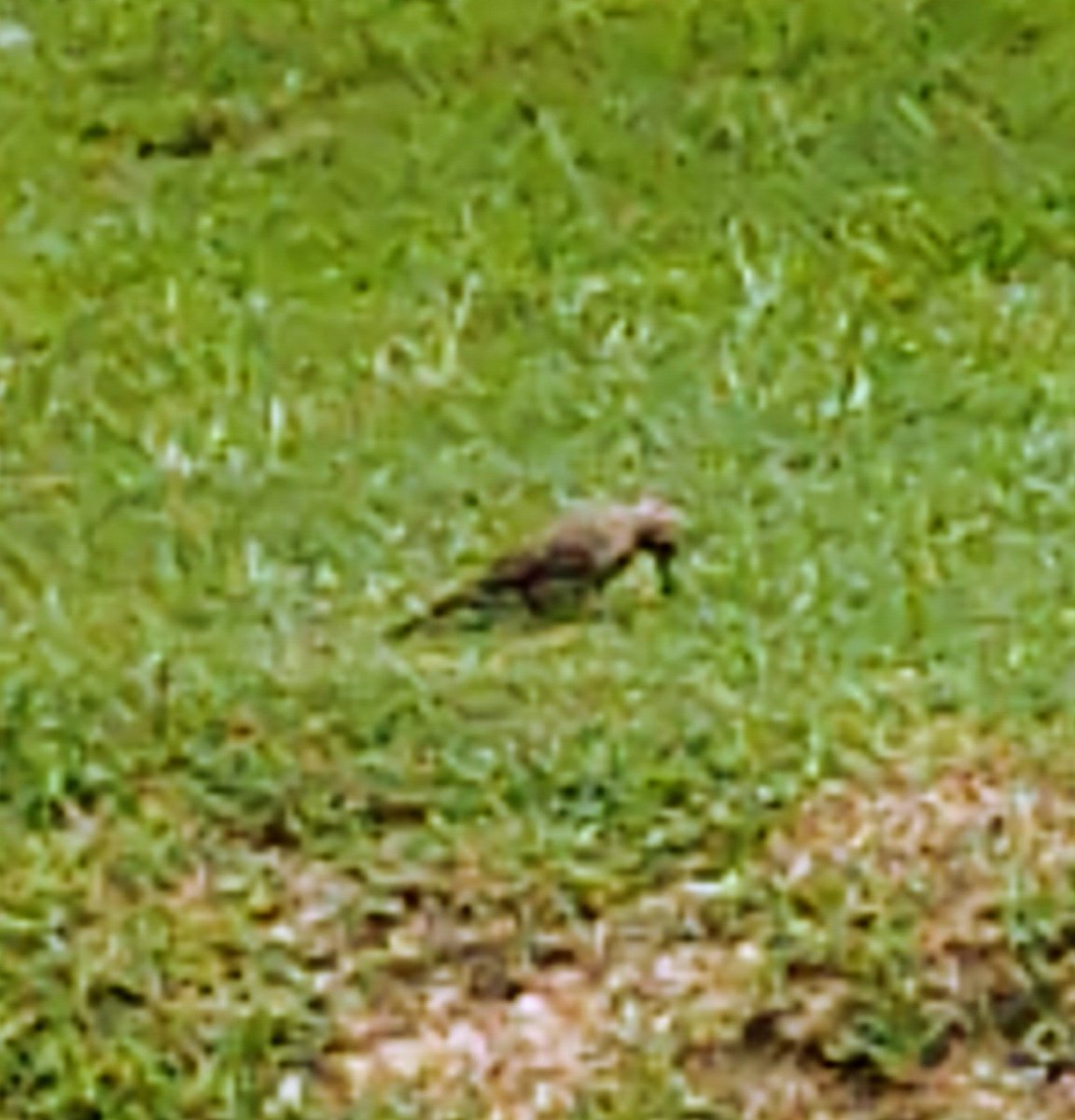 shanebrightBHS's tweet photo. I'm getting close to being 49 years old. I've lived in Alabama, on Sand Mountain, my whole life (except for that one semester at JSU). In my 48+ years of Alabama living, I've never seen the state bird β until today.
#YellowhammerState https://t.co/0WBXd4ZObO