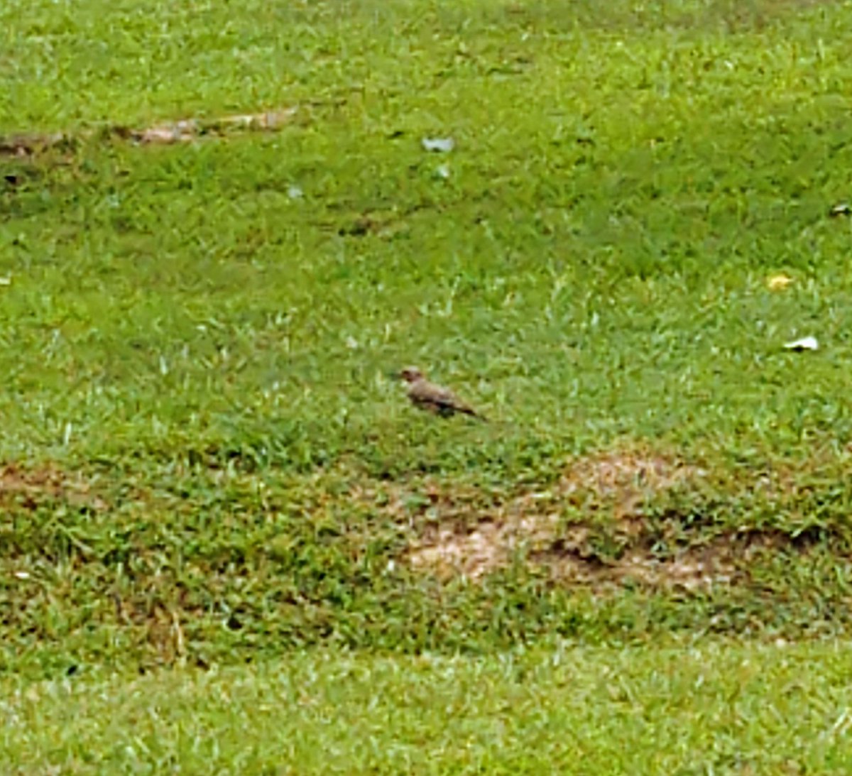 shanebrightBHS's tweet photo. I'm getting close to being 49 years old. I've lived in Alabama, on Sand Mountain, my whole life (except for that one semester at JSU). In my 48+ years of Alabama living, I've never seen the state bird β until today.
#YellowhammerState https://t.co/0WBXd4ZObO