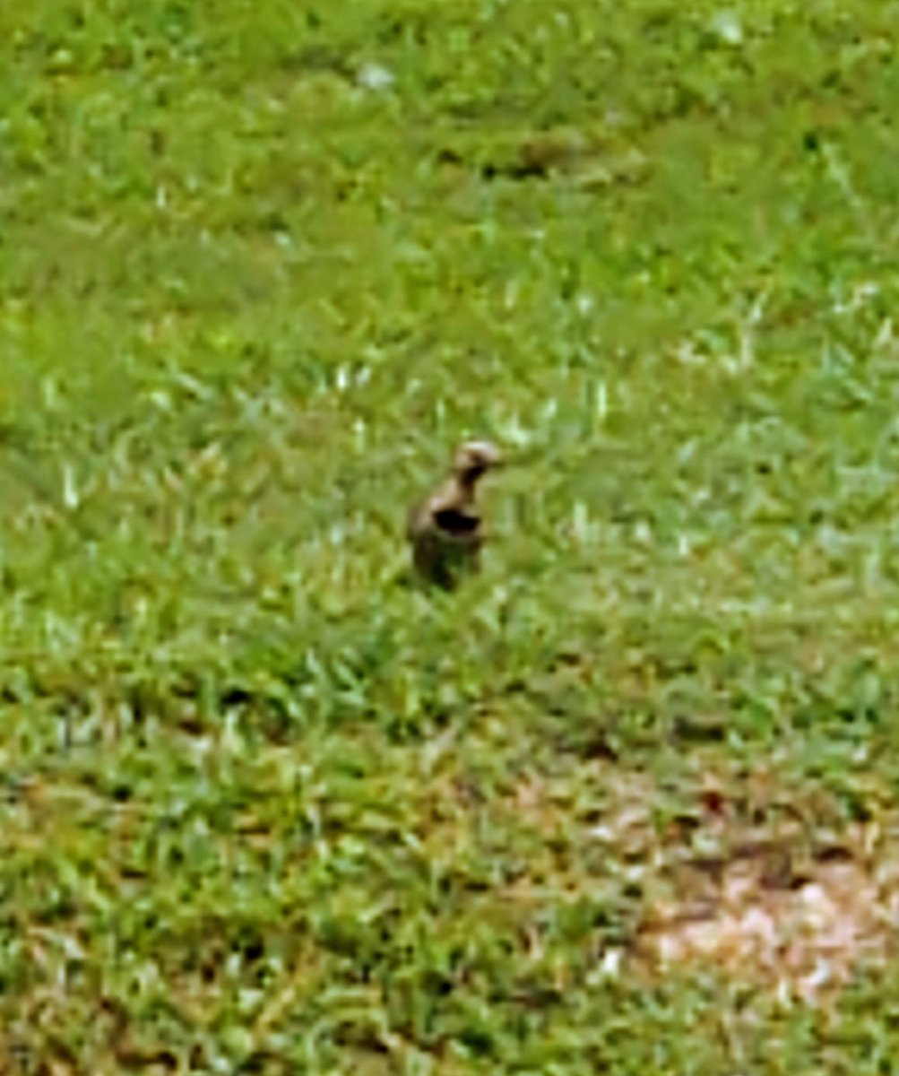 shanebrightBHS's tweet photo. I'm getting close to being 49 years old. I've lived in Alabama, on Sand Mountain, my whole life (except for that one semester at JSU). In my 48+ years of Alabama living, I've never seen the state bird β until today.
#YellowhammerState https://t.co/0WBXd4ZObO