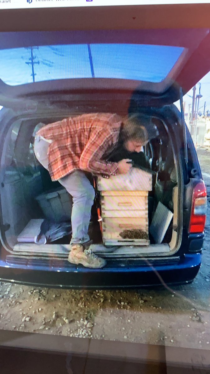 FarmfairInt's tweet photo. Hey, did you hear @DustinBajer talking to @MarkConnollyCBC on @EdmAMCBC this morning? He captured a swarm last week on the construction site by #StadiumLRT! And yes, he did drive away with them in the back of his van! #YEGbees #UrbanBees #SwarmSeason #AbBees #Honeybees #Call311 https://t.co/W9Ltlm1FWR