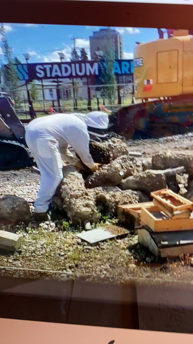 FarmfairInt's tweet photo. Hey, did you hear @DustinBajer talking to @MarkConnollyCBC on @EdmAMCBC this morning? He captured a swarm last week on the construction site by #StadiumLRT! And yes, he did drive away with them in the back of his van! #YEGbees #UrbanBees #SwarmSeason #AbBees #Honeybees #Call311 https://t.co/W9Ltlm1FWR