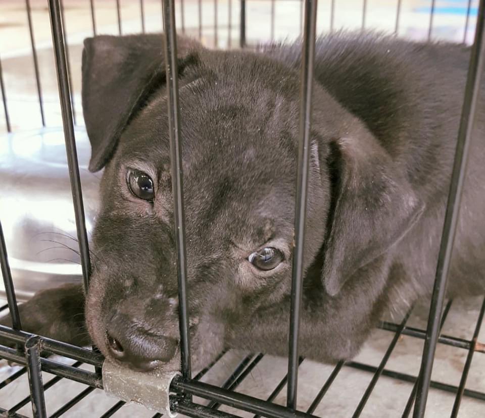 IAPWA's tweet photo. Can you donate a £5 #FoodBundle to feed a puppy in need? Here are just some of the little angels who were born on the streets & currently in our care ✨
We have so many little mouths to feed. Please help if you can 💙
▪️Text ‘IAPWA £5’ to 70470
▪️PayPal: https://t.co/fNTlUy3tcg https://t.co/pdQ1giUcaN
