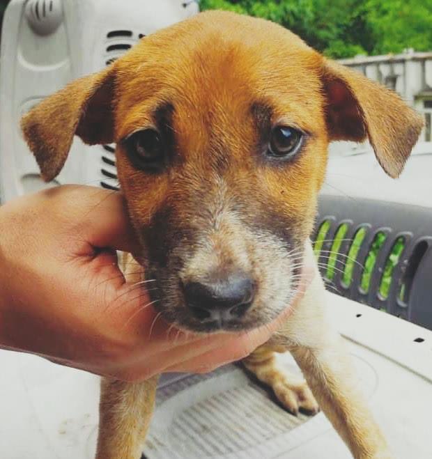 IAPWA's tweet photo. Can you donate a £5 #FoodBundle to feed a puppy in need? Here are just some of the little angels who were born on the streets & currently in our care ✨
We have so many little mouths to feed. Please help if you can 💙
▪️Text ‘IAPWA £5’ to 70470
▪️PayPal: https://t.co/fNTlUy3tcg https://t.co/pdQ1giUcaN