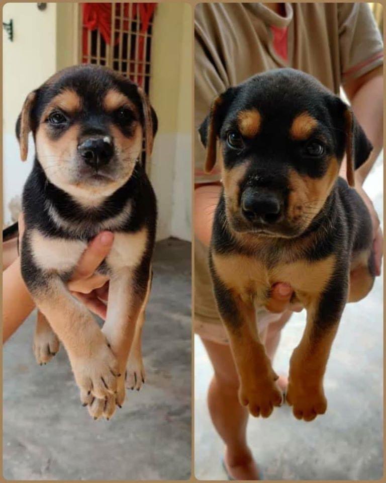 IAPWA's tweet photo. Can you donate a £5 #FoodBundle to feed a puppy in need? Here are just some of the little angels who were born on the streets & currently in our care ✨
We have so many little mouths to feed. Please help if you can 💙
▪️Text ‘IAPWA £5’ to 70470
▪️PayPal: https://t.co/fNTlUy3tcg https://t.co/pdQ1giUcaN