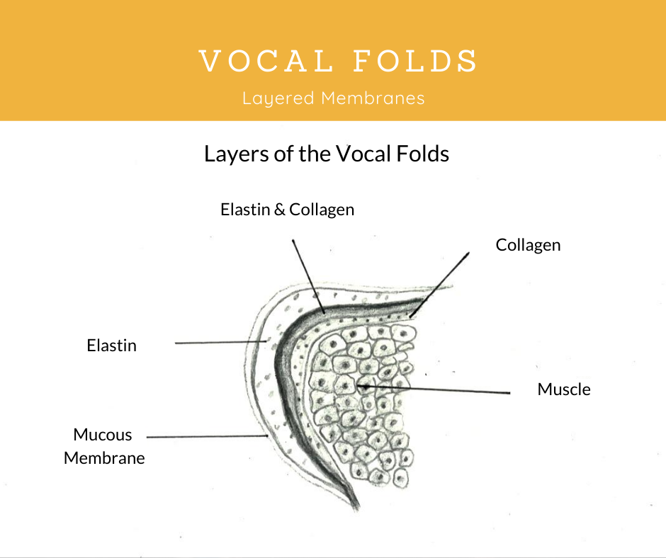 VoxTrain's tweet photo. As small as vocal folds are(12.5mm - 23mm), they can handle a lot because of their different layers. Drink water to keep them hydrated.💦Train regularly to keep them in shape.👄Rest your voice when they feel fatigued.💤
#onlinevoicetraining #voxtrain #learntosing #singbetter https://t.co/DDJSGyYjdW