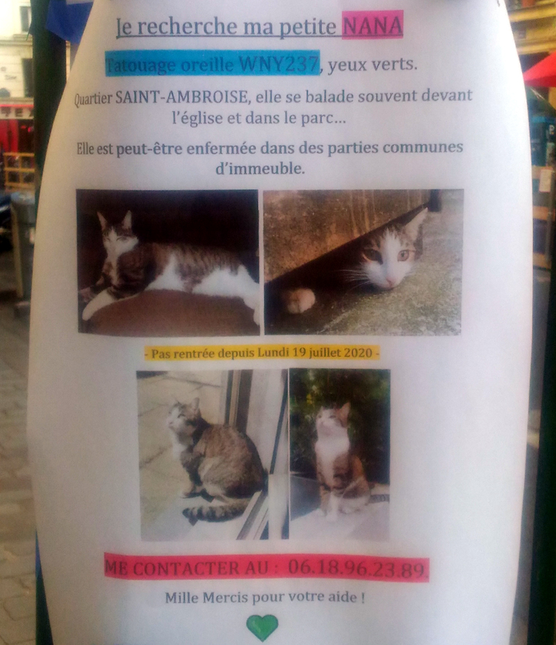 Ecole Du Chat Drancy Nana Chat Perdu Paris 11 Merci De Rt Et Regarder Autour De Vous Si Vous Habitez Le Quartier