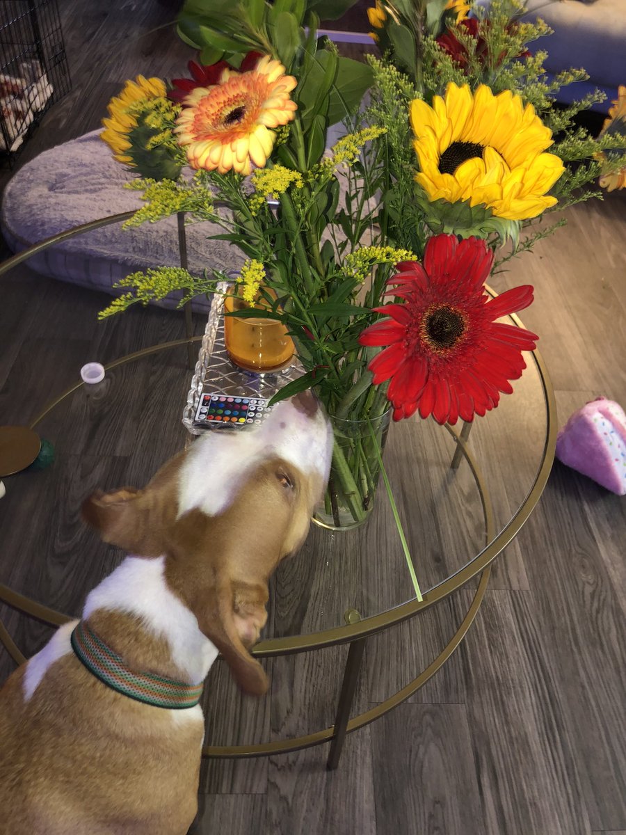 rrodriquez15's tweet photo. it’s ok to surprise ur mans with flowers when he’s sad 💐💛 https://t.co/RaW5falJAD