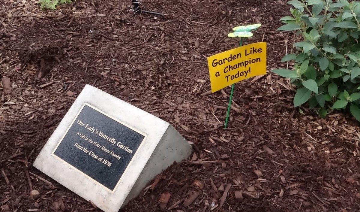 ACEatND's tweet photo. “School landscapes can be underutilized, and installing a butterfly garden is a way of making these landscapes more sustainable,” she continued. More here: https://t.co/OjDQ2kf6UU https://t.co/lNn8CpcG6N
