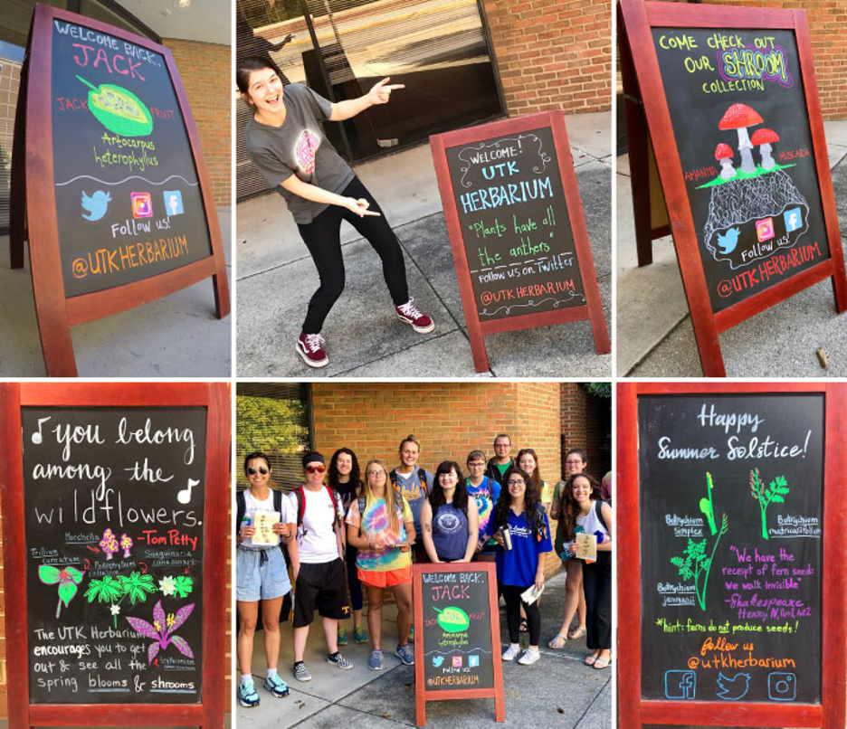 We encourage people to stop by  @UTKHerbarium in-person using our colorful and pun-y  #sandwichboard that sits on the  #sidewalk outside. Last year it helped bring in 85 new student visitors who had never visited a  #herbarium before!  #HerbSign  #sidewalksign  #educationmatters