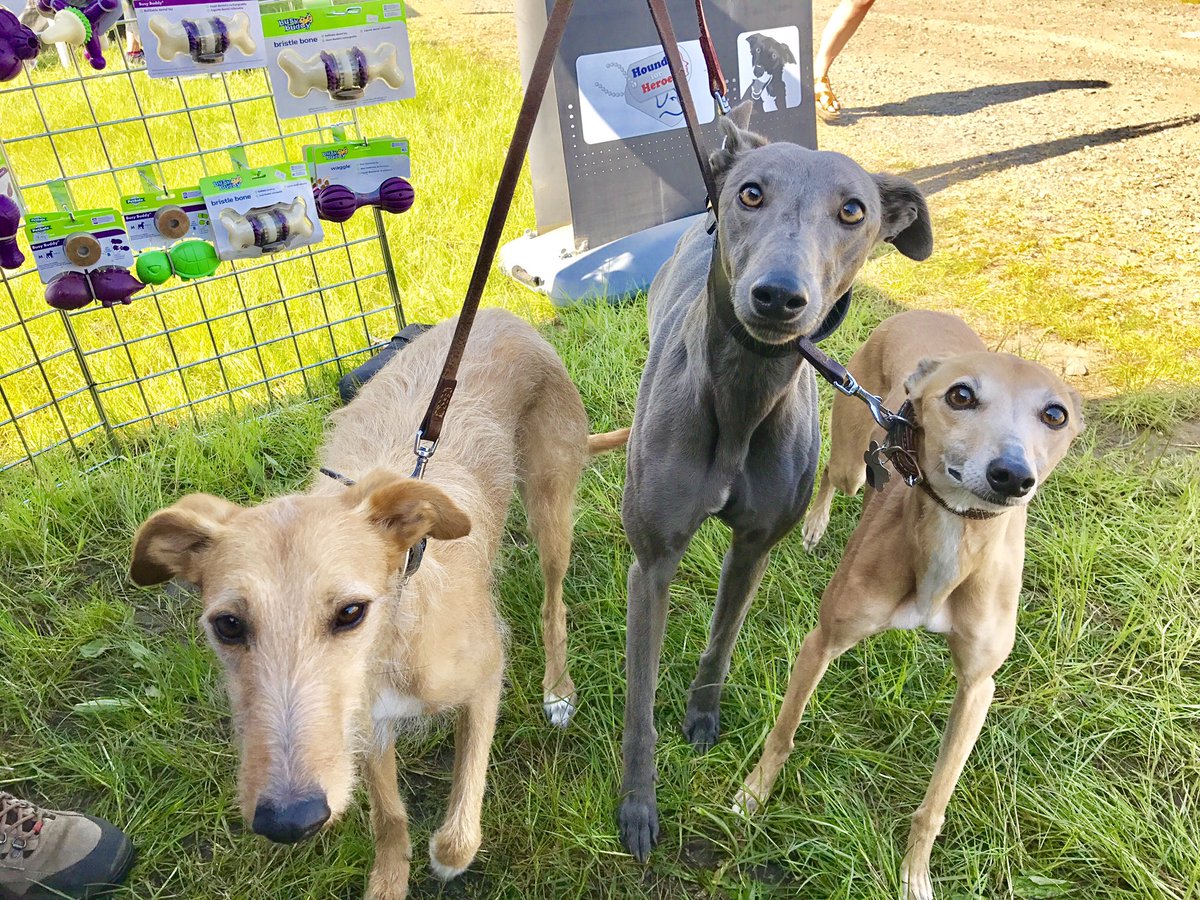 BlackdogDNA's tweet photo. Find out which breeds make your mixed breed rescue dogs with a DNA test from https://t.co/vFiVSKgSnQ #womaninbizhour #lurcherlove #rescueismyfavouritebreed #pointynoses #lurcher https://t.co/q8JlpogYQQ
