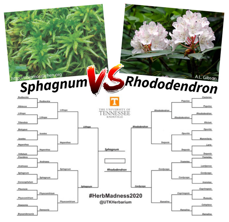 Our most popular  #SciComm  @UTKHerbarium is  #HerbMadness. Plant genera go head to head in a weekly vote with past winners including Quercus-2018, Azolla-2019, & Rhododendron-2020. Want your favorite plants to win? Nominate them this spring for  #HerbMadness2021.  #MarchMadness  #NCAA