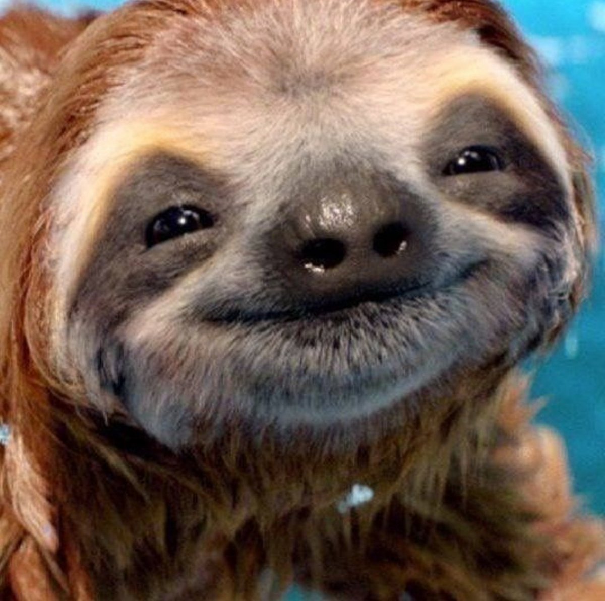 TheFriendIyGuy's tweet photo. Here's a happy smiling sloth, to make your day better. https://t.co/7QgMtbeDcl