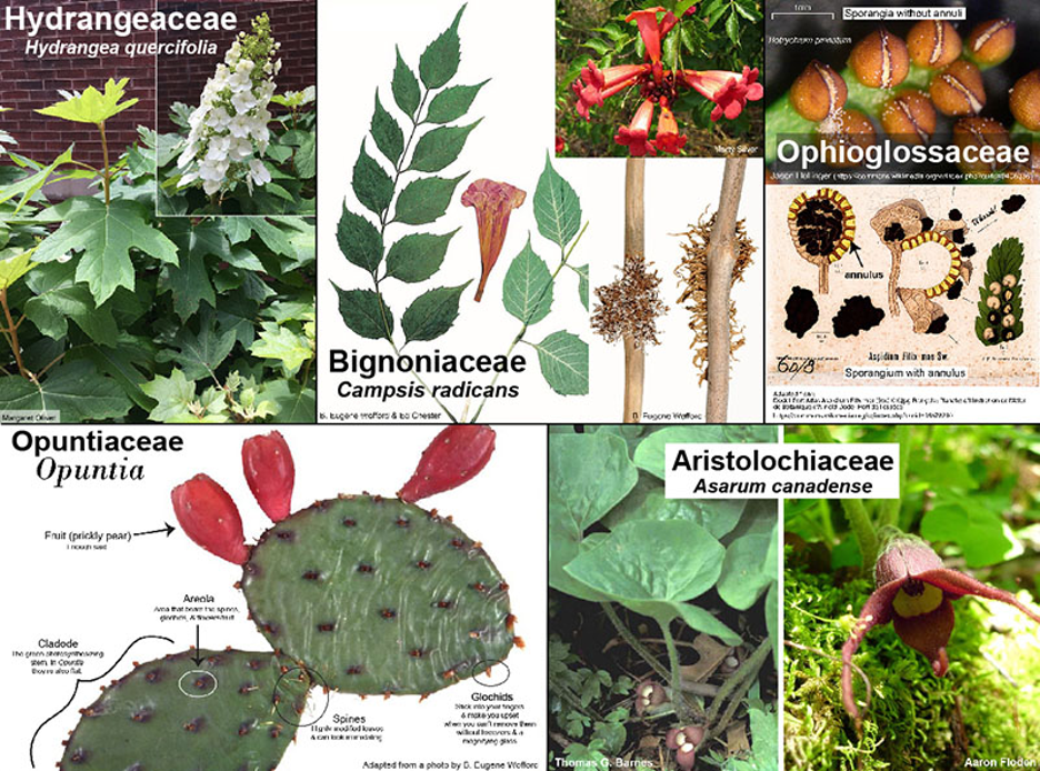 We share info about TN  #botany with our  #FamilyOfTheWeek  #SciComm. We highlight key features used to tell them apart & fun  #botany facts! Check out  https://herbarium.utk.edu/  for botanist-verified, color images of many TN vascular plants.