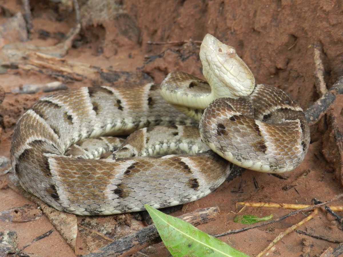 #3:  #DYK snake venoms have medicinal uses? S. American pit vipers—like the Bothrops moojeni—have dangerous bites, but proteins isolated from their venom have been used in drugs that help break down blood clots and lower blood pressure to save lives.  #NatureNerding101